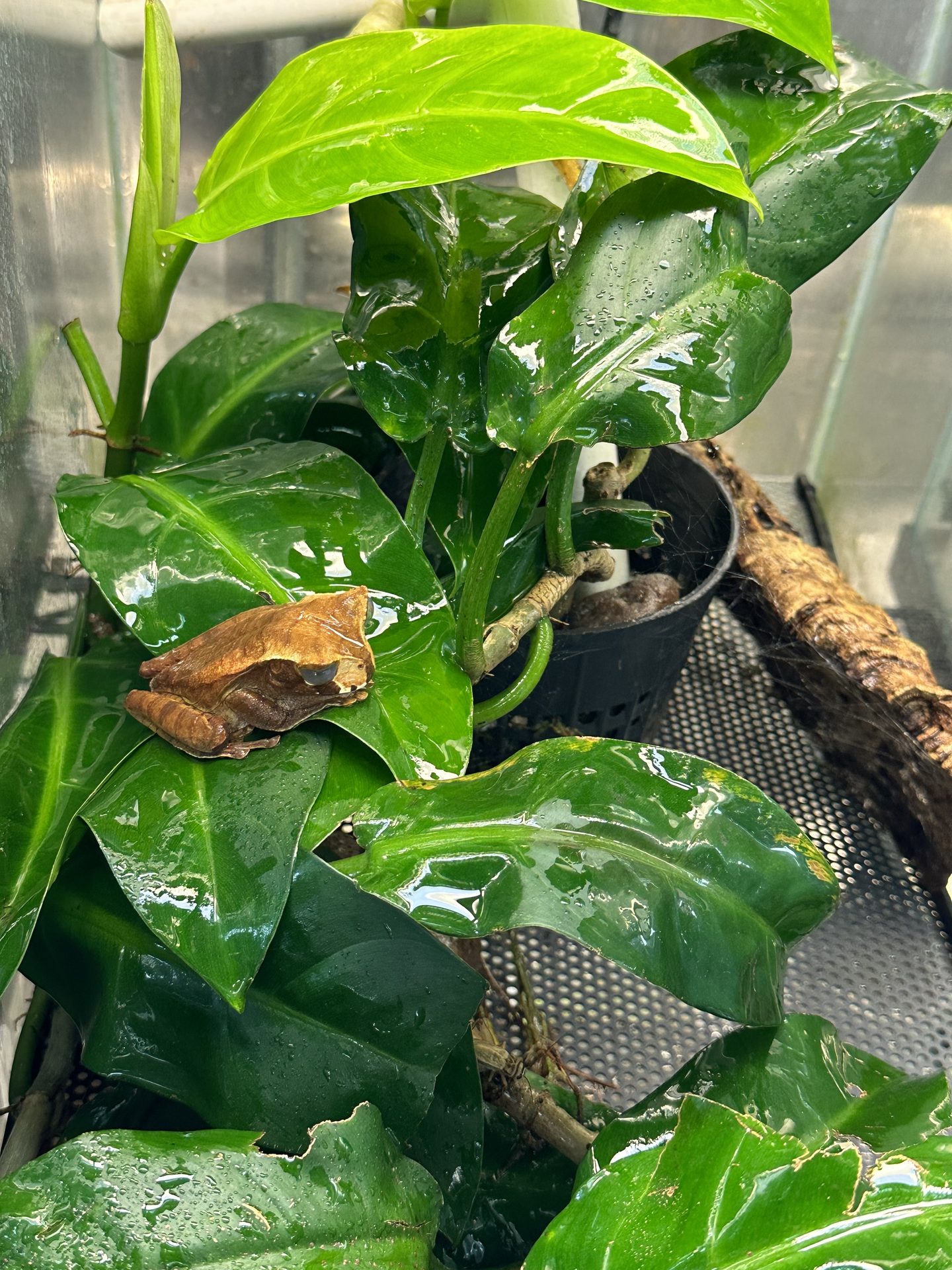 Alexandra Cohen — conservation and fieldwork