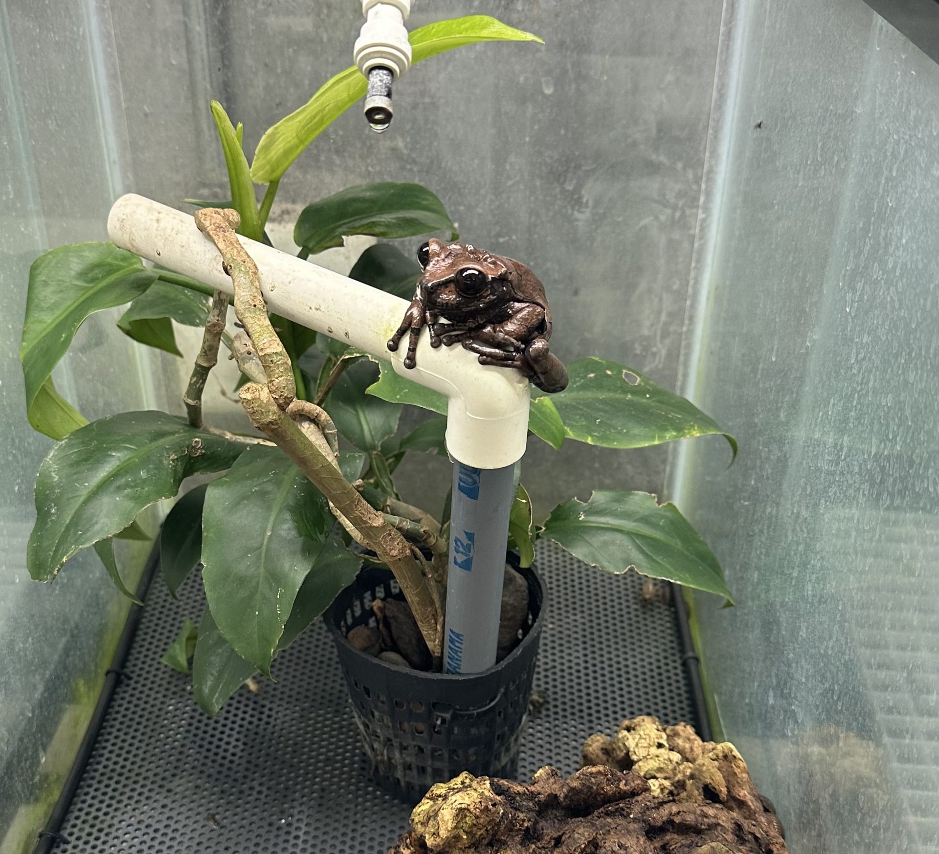 Alexandra Cohen — conservation and fieldwork