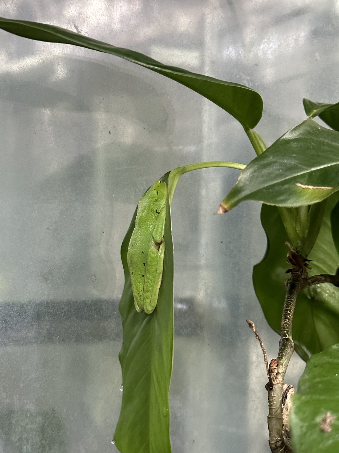 Alexandra Cohen — conservation and fieldwork