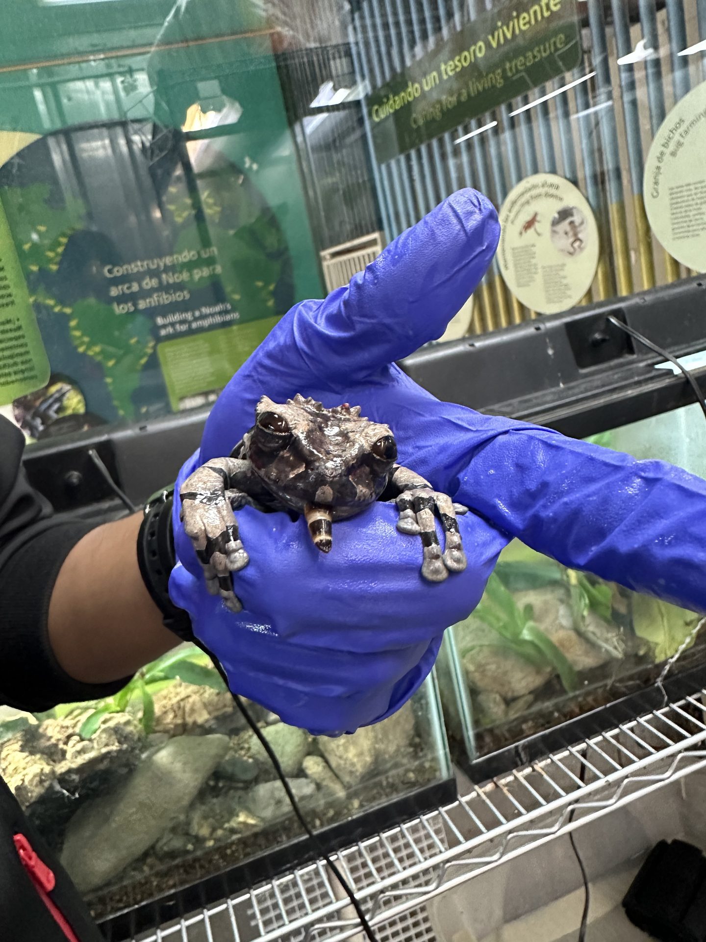 Alexandra Cohen — conservation and fieldwork