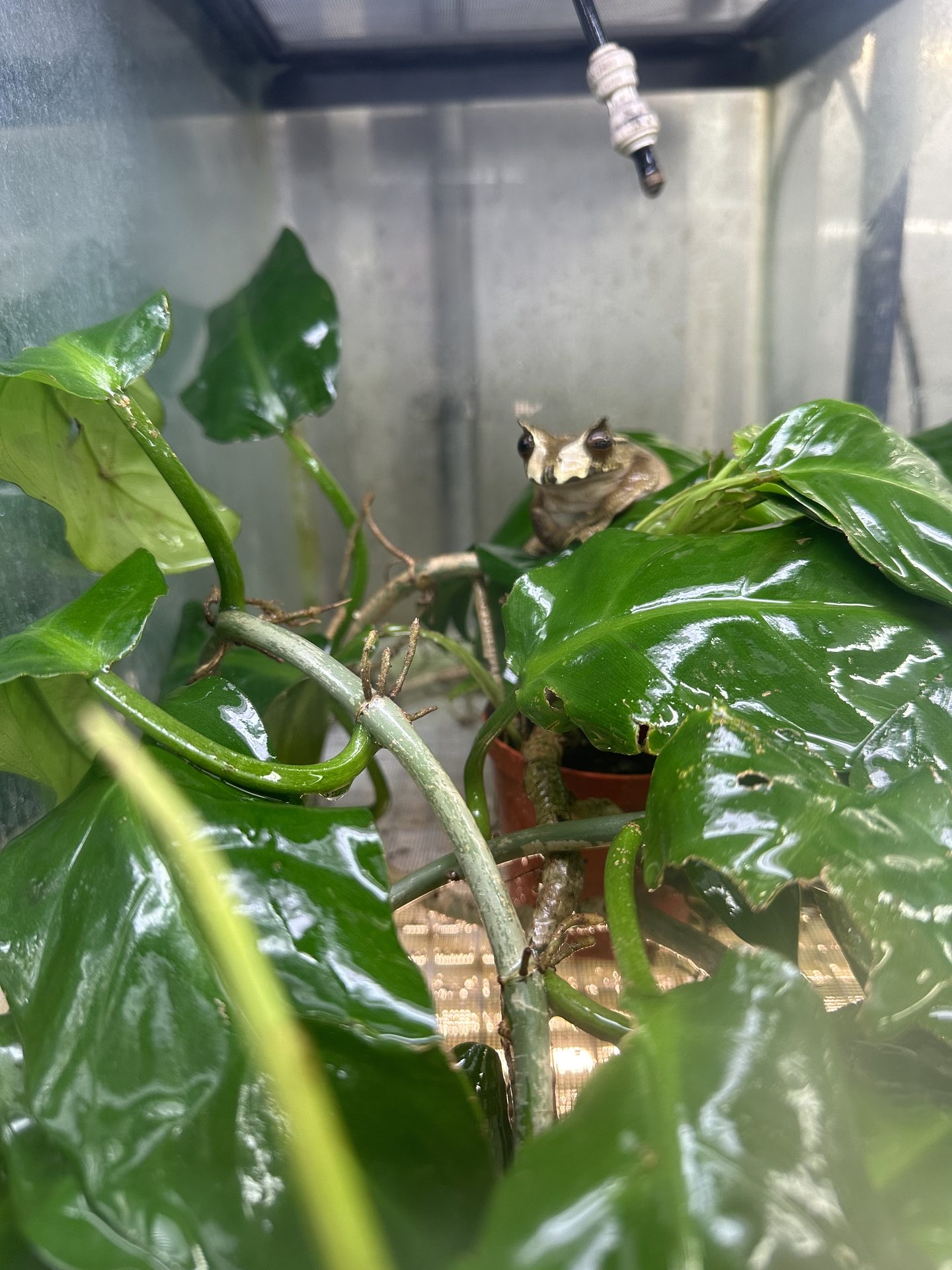 Alexandra Cohen — conservation and fieldwork