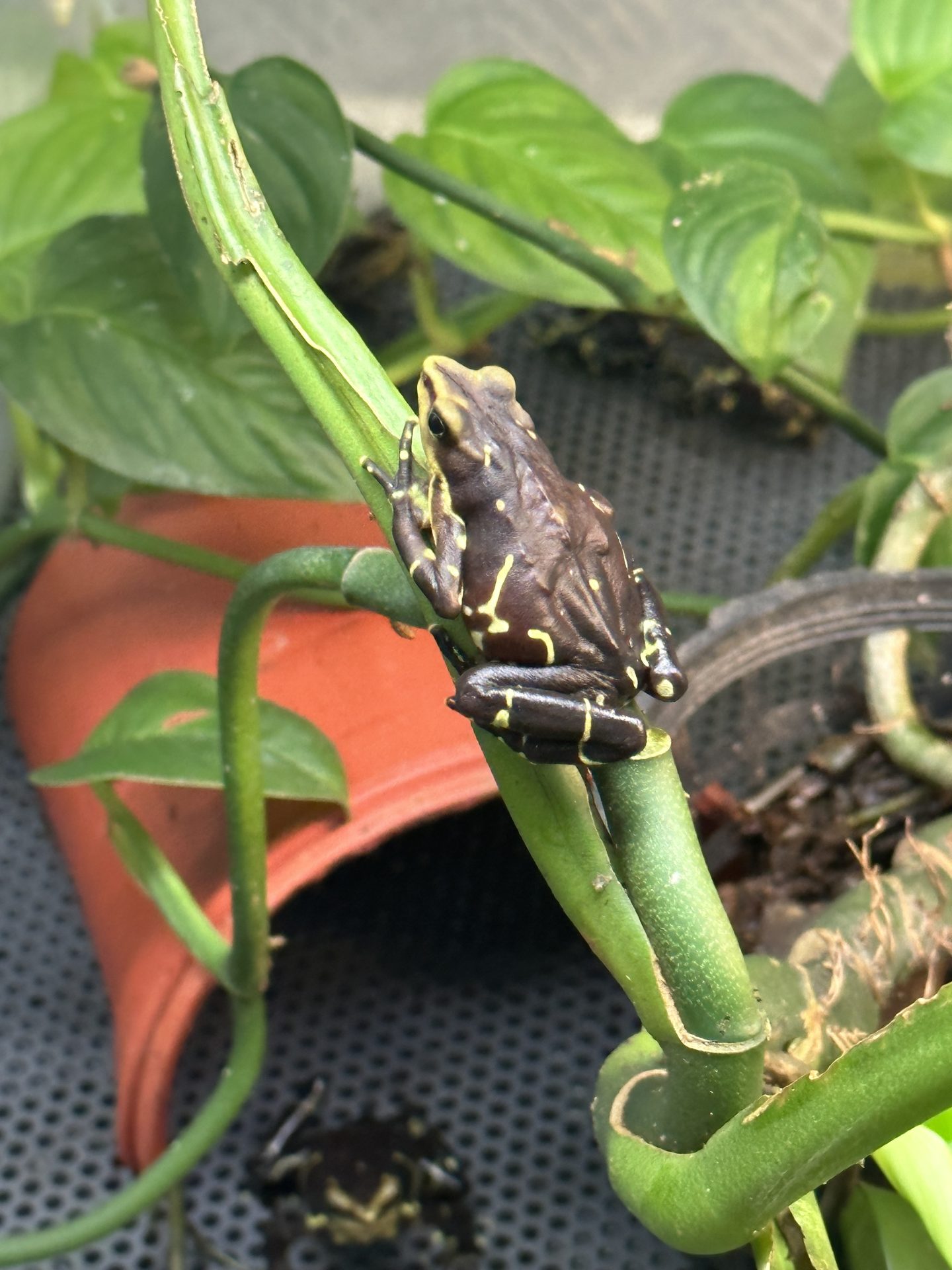 Alexandra Cohen — conservation and fieldwork