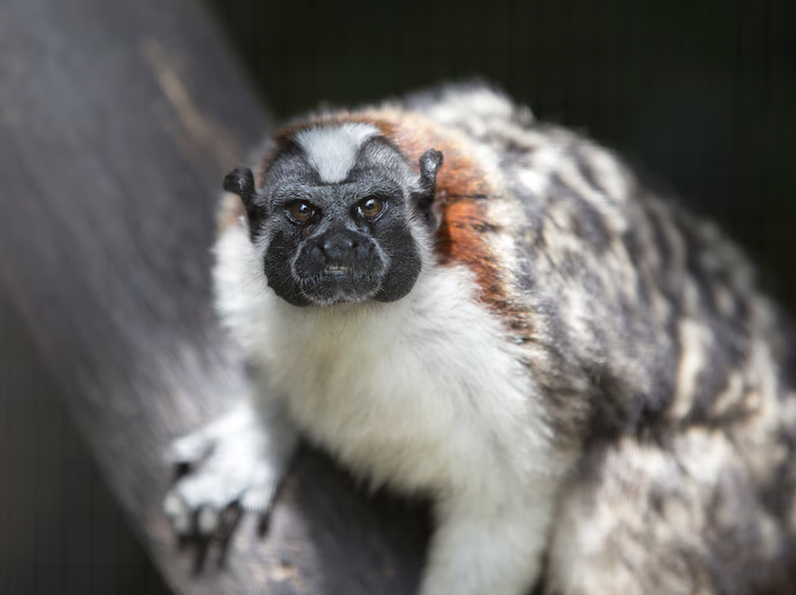 Alexandra Cohen — conservation and fieldwork